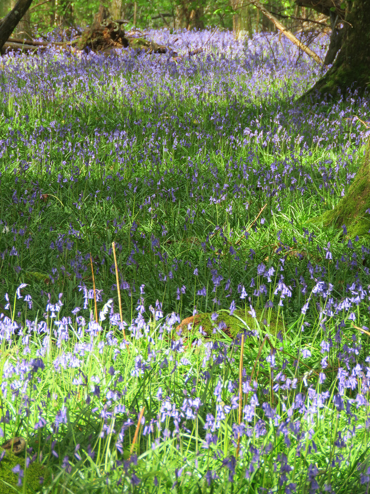 bluebells 03-22.jpg