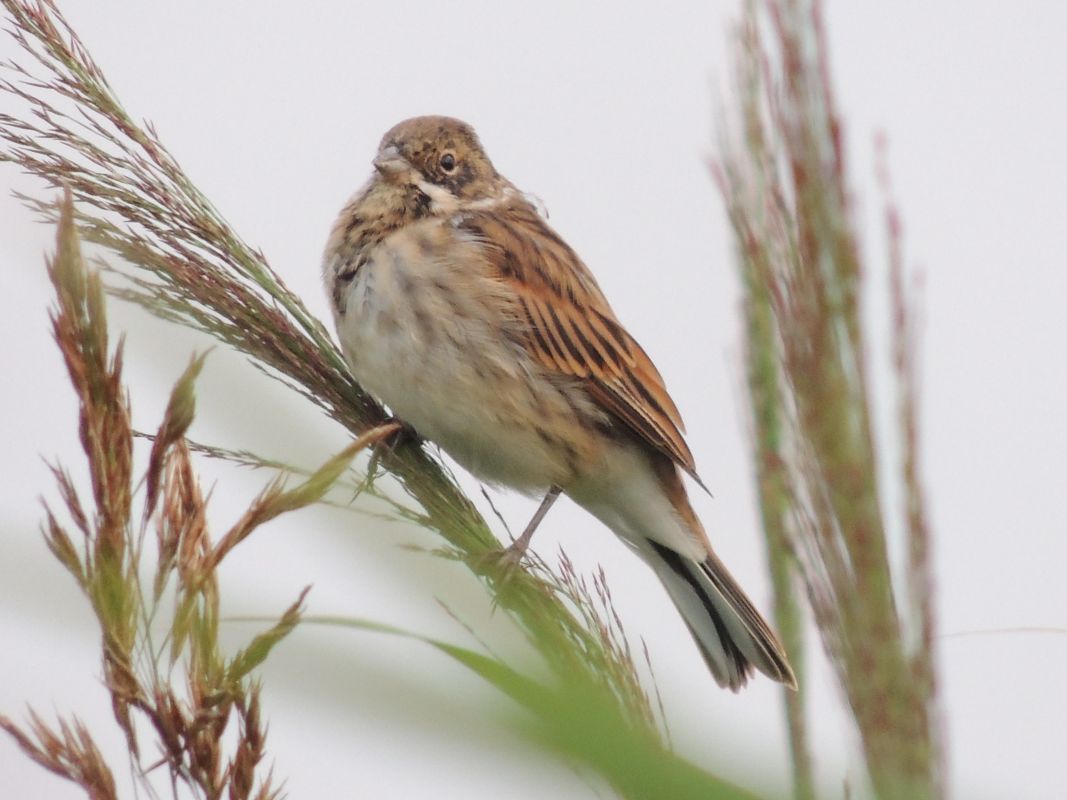 St Andrews Reed Bunting by James H.JPG