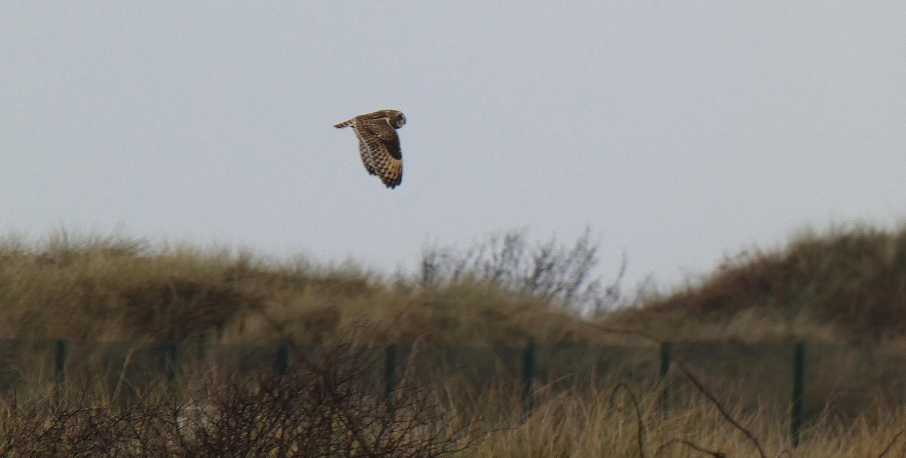 Short-eared owl at West Lancs Golf Club