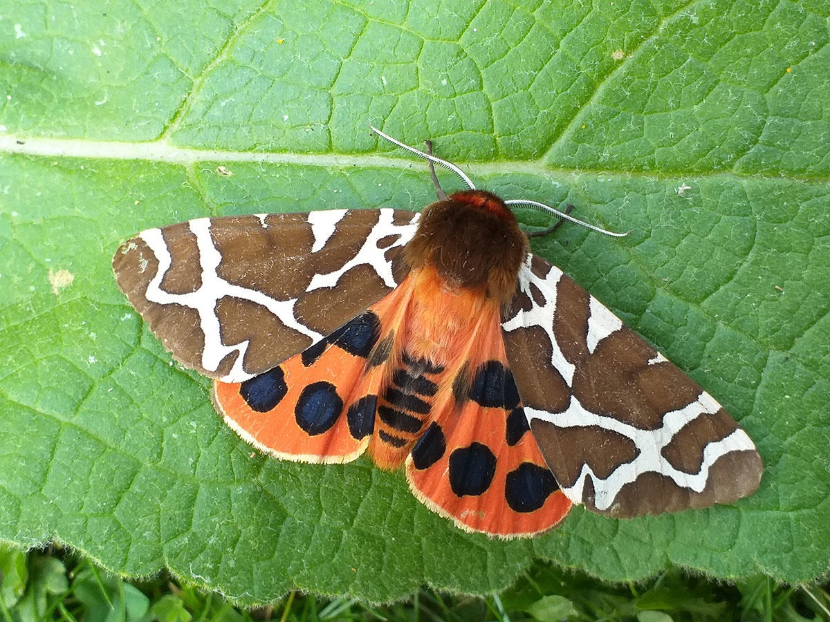 Purdis Heath's Garden Tiger Moth