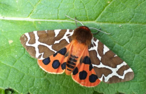 Purdis Heath's Garden Tiger Moth2.jpg