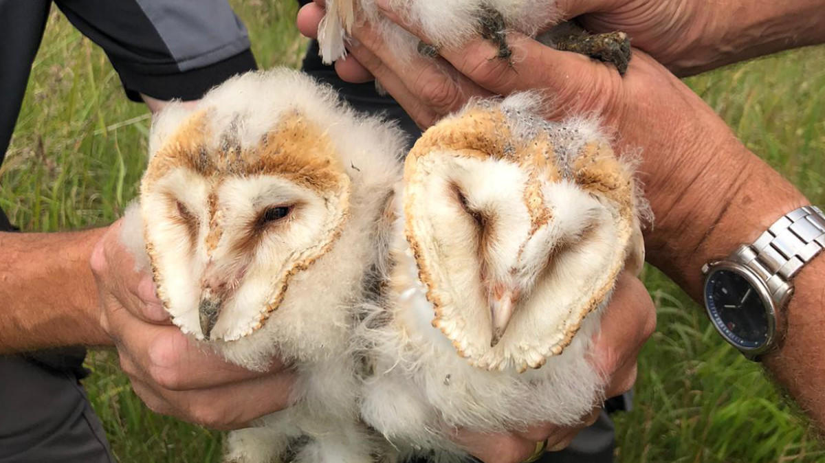 Hunley Barn Owls.jpg