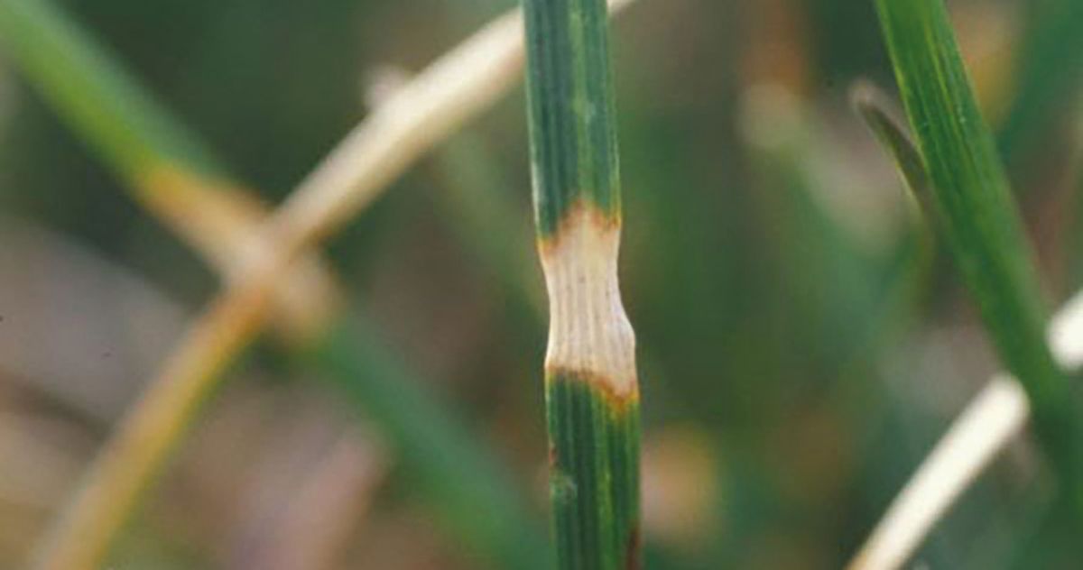 Dollar-Spot-Beginning.jpg