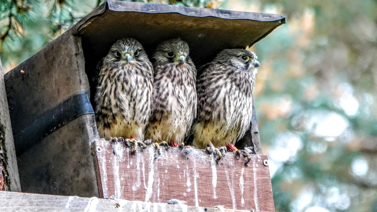 Six kestrel chicks successfully fledged from one of our nest boxes.jpg