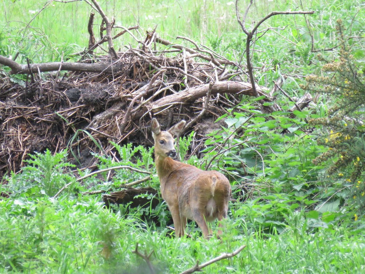 A wary deer in an out of play area.jpg