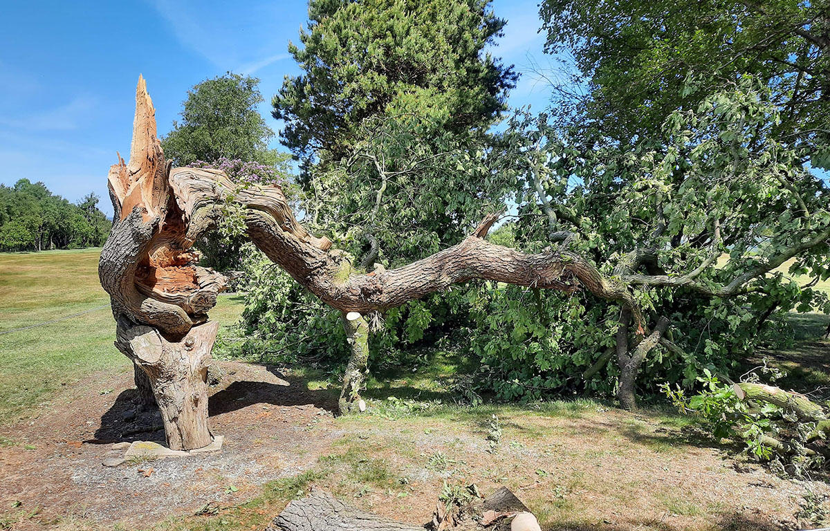 The twisty oak at Chorley Golf Club - Lancashire