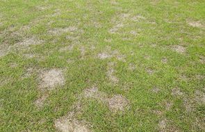 dollar spot tee.jpg
