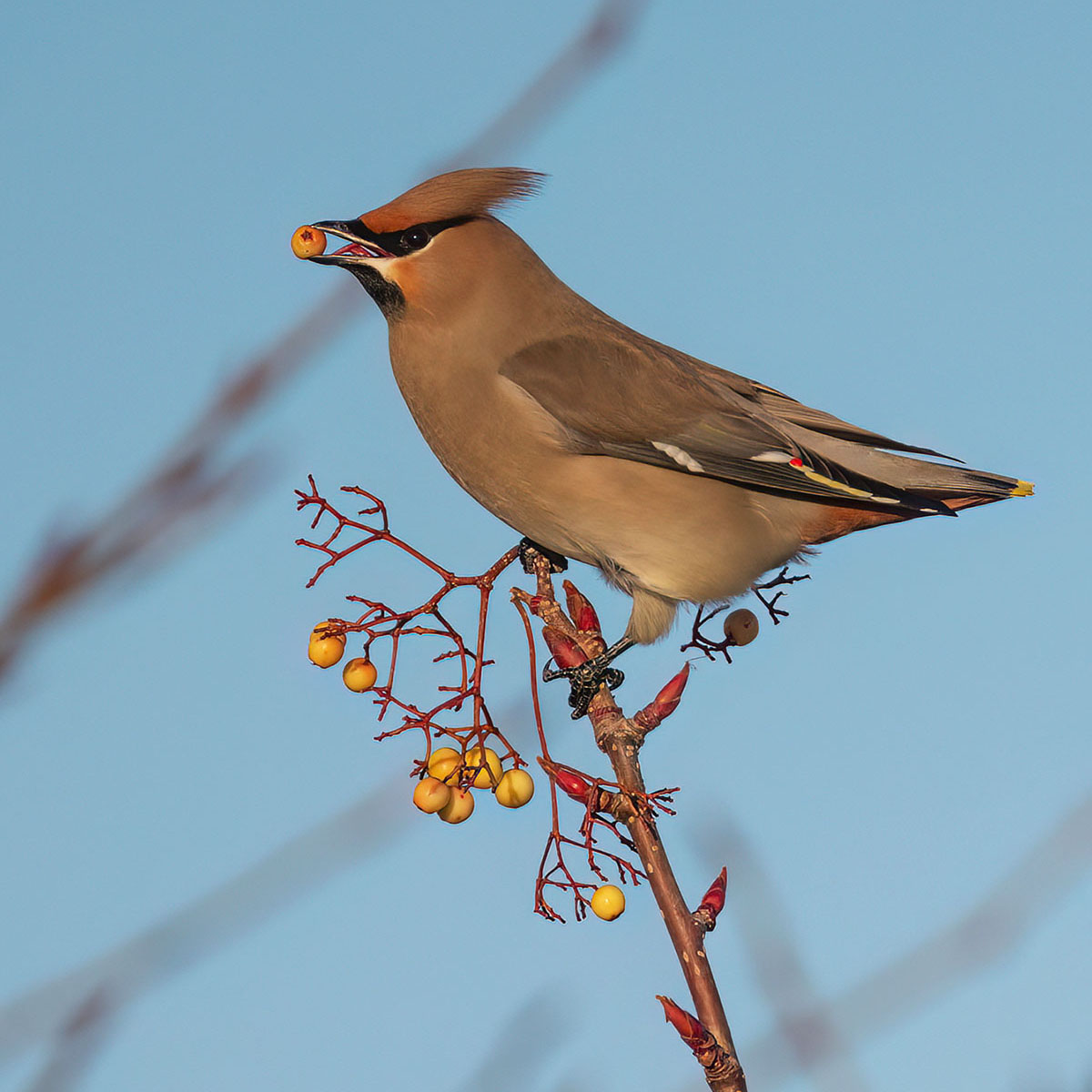 Waxwing bird