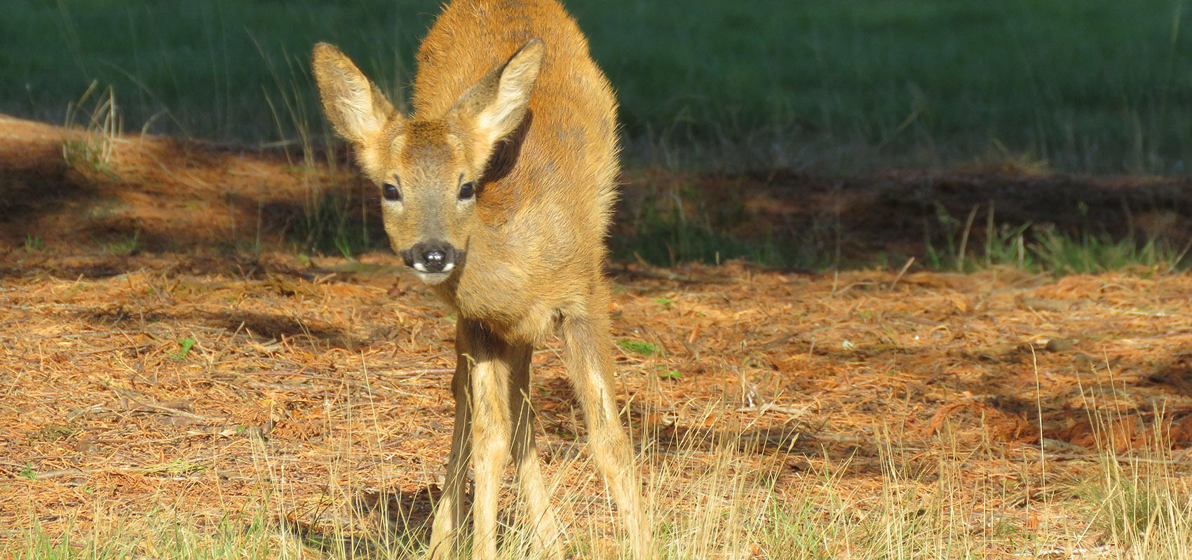 Deer at Broadstone_1920.jpg