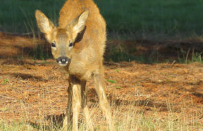 Deer at Broadstone_1920.jpg