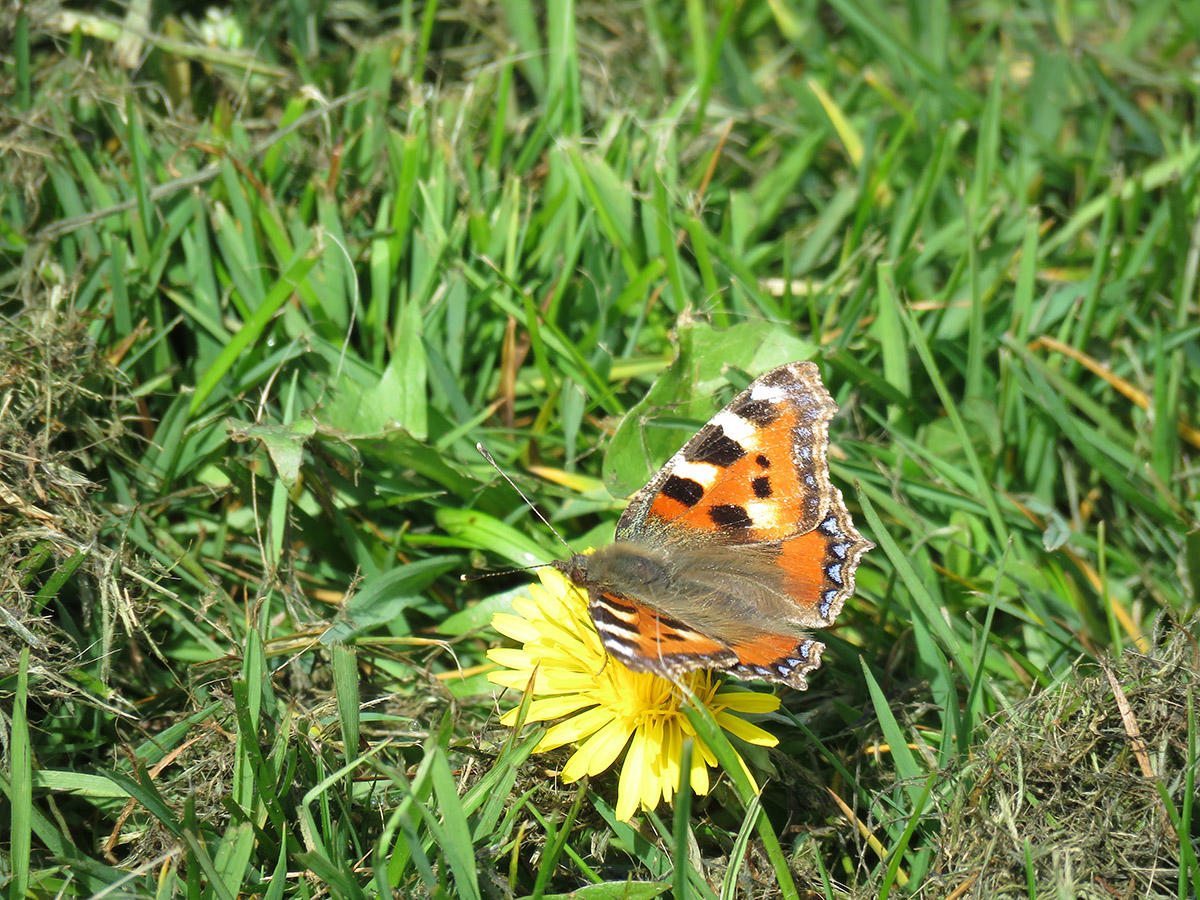 Small Tortoiseshell