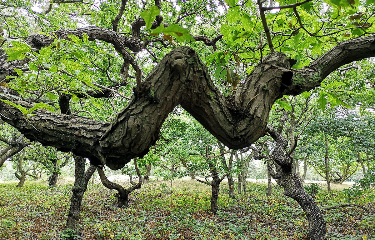 The Oak tree at Doncaster Golf Club