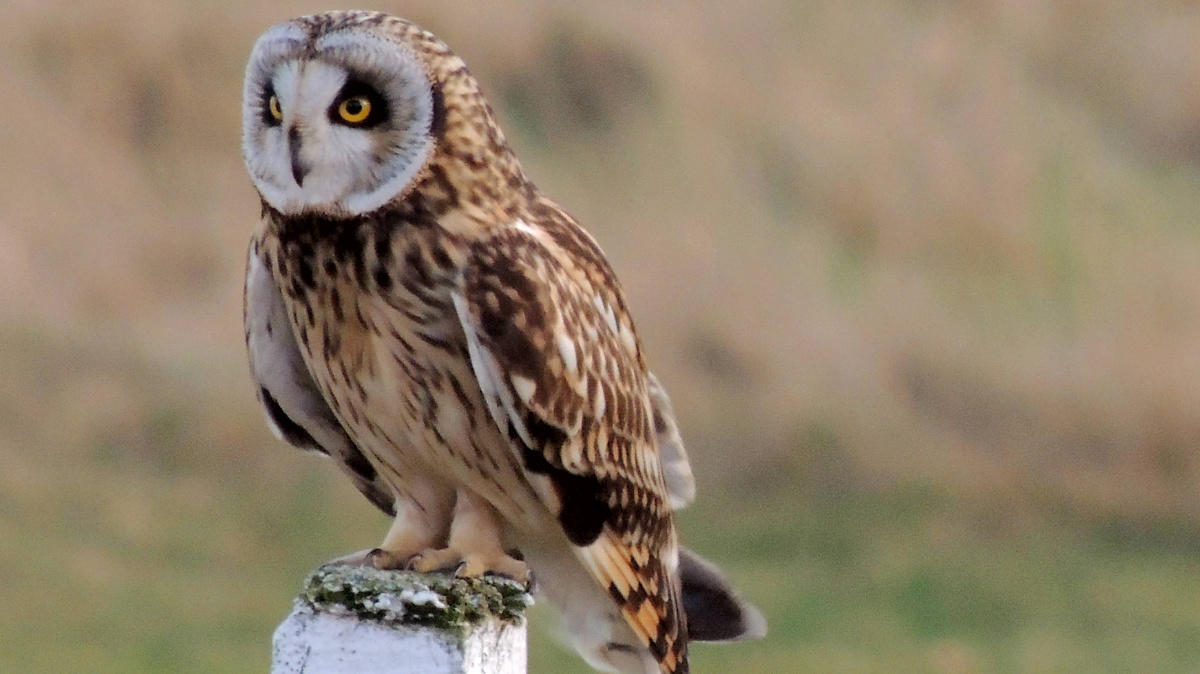 Owl at Montrose GC.jpg