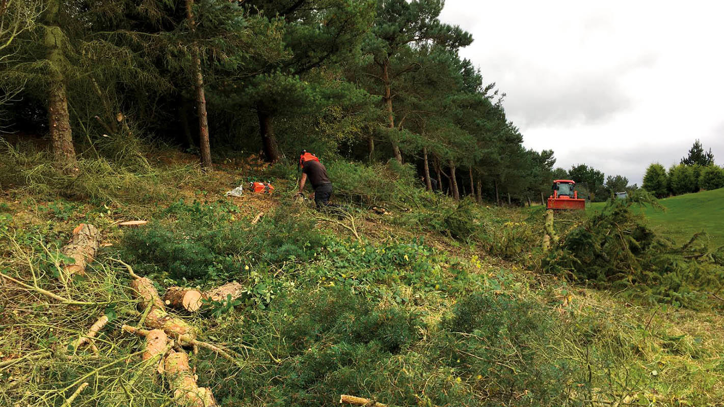 Tree clearance.jpg