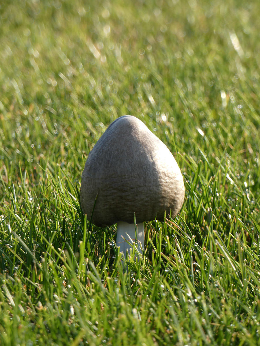 Jurmala mushroom