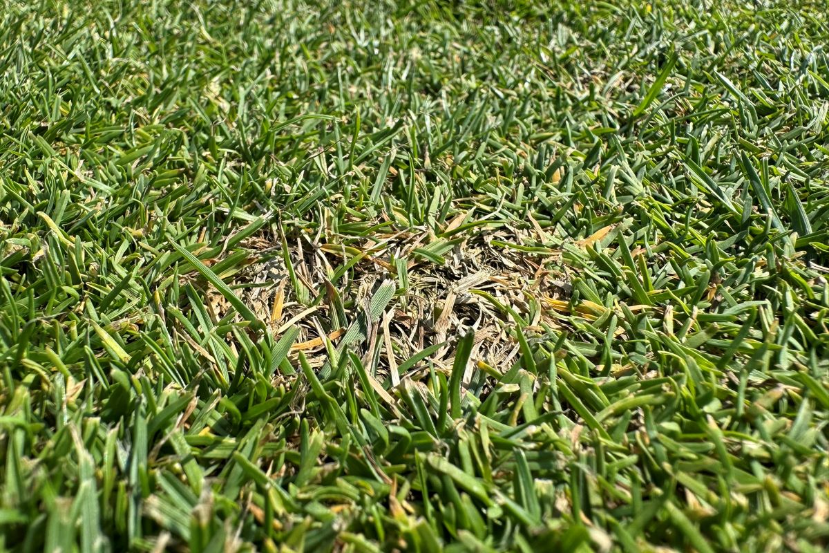Dollar spot close up (1).jpg