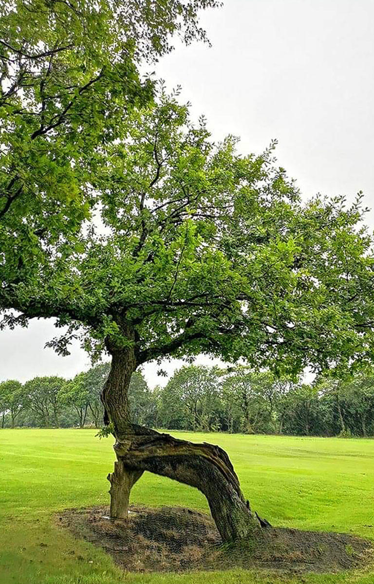 The limbs of the oak tree are contorted and twisted