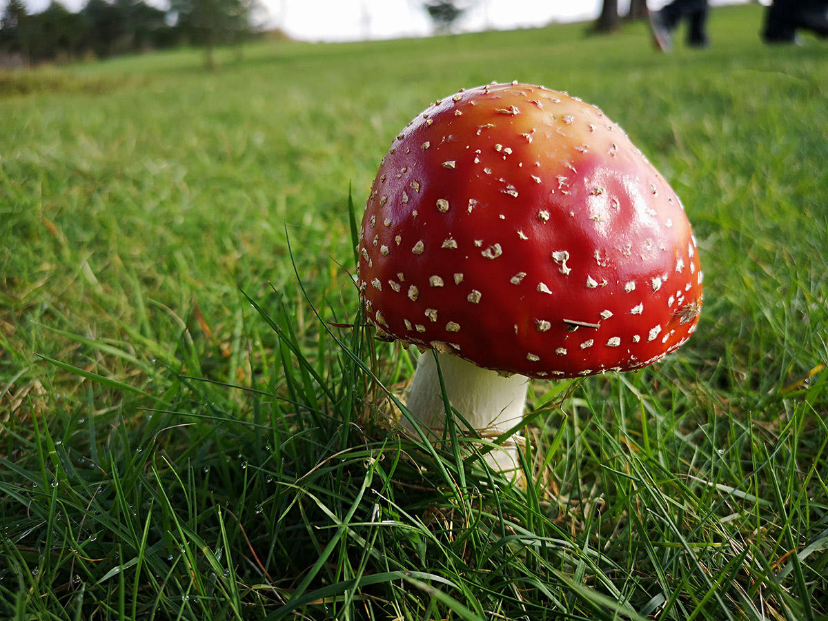 Amanita muscaria at Camarthen Golf Club