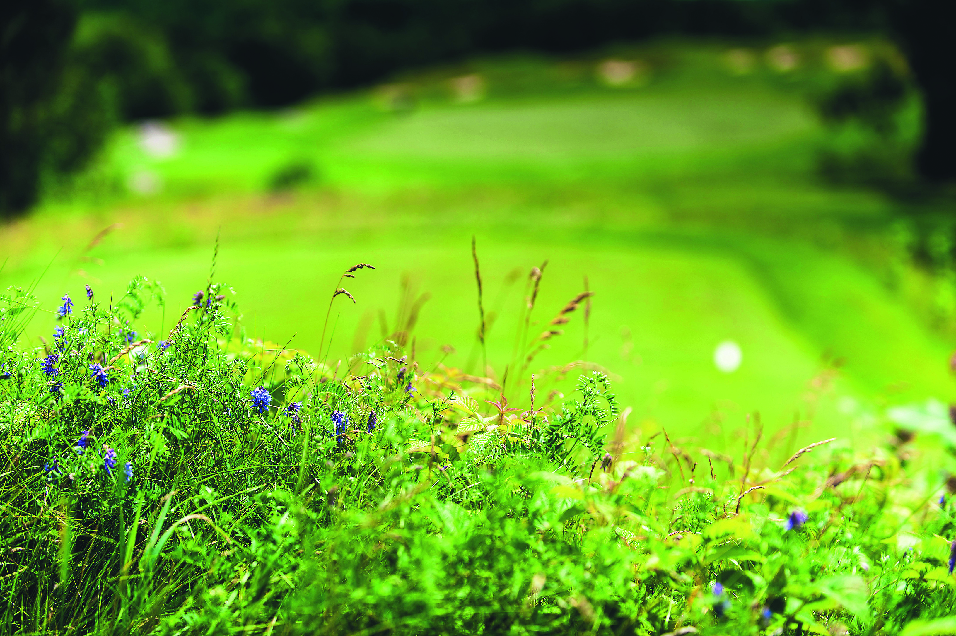 golfwildflowerspic.jpg