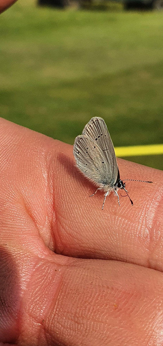 Gog Magog - small blue butterfly