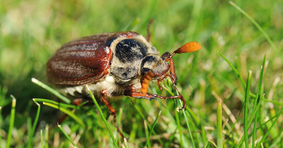 Cockchafer - May Bug web.jpg