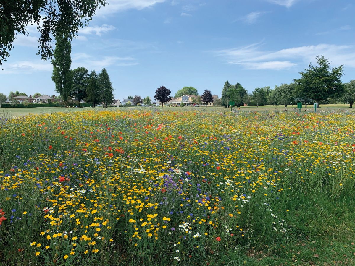 Wildflowers.jpg