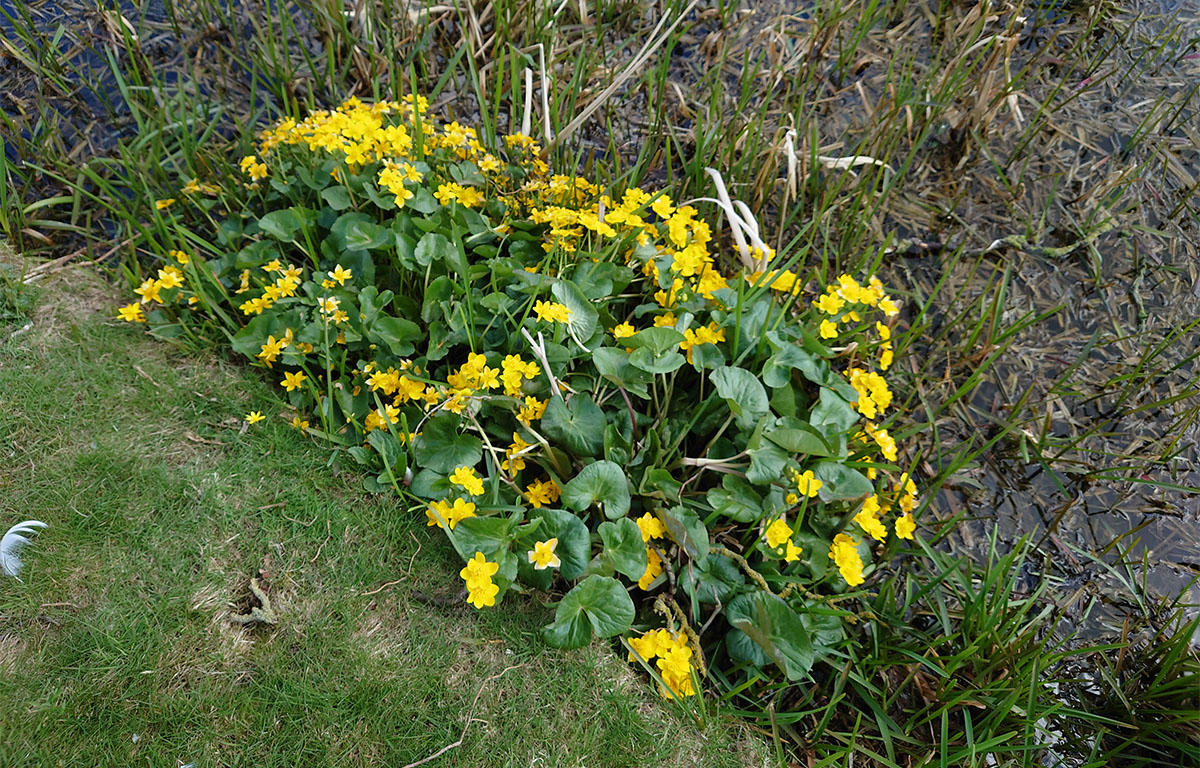 Market Harborough wetland wildflowers