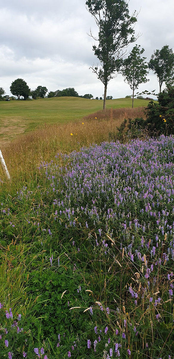 Blarney Golf Resort's flowers 