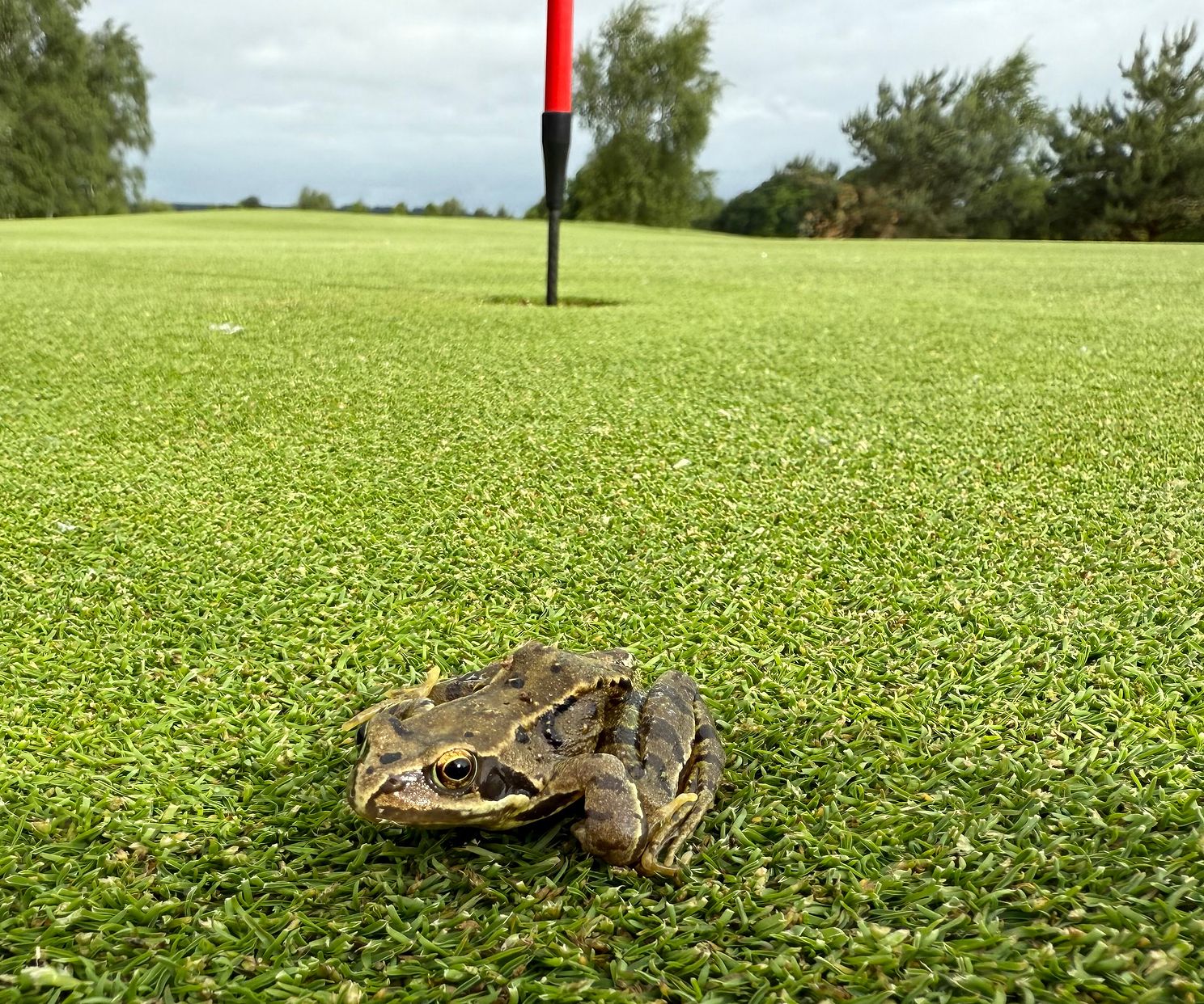 July - Lee-Carratt-Belton Park.jpeg