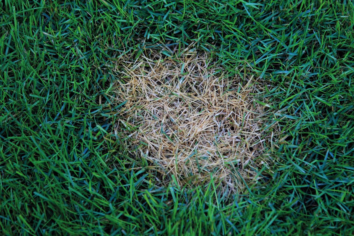 CNYHF8 Dollar SPot.jpg
