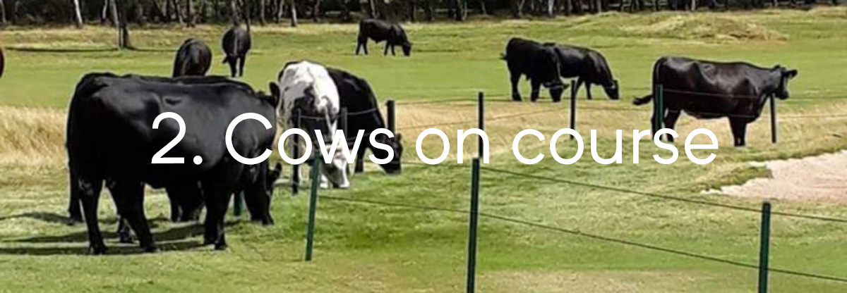 Sutton Coldfield cows.jpg