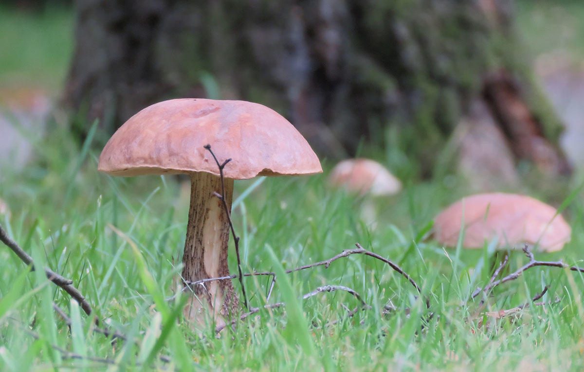 Mushrooms at Crane Valley Golf Course