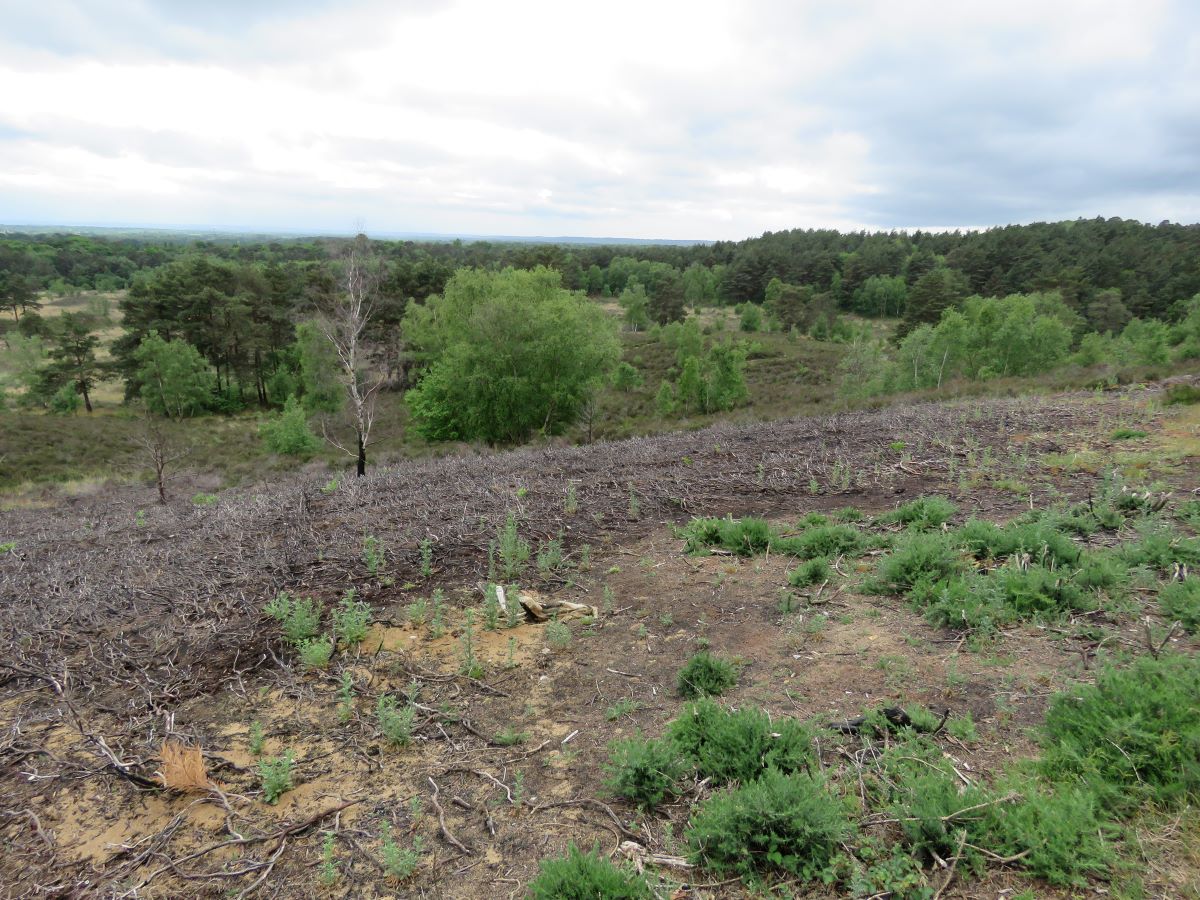 An area of heather damaged by wildfire.jpg