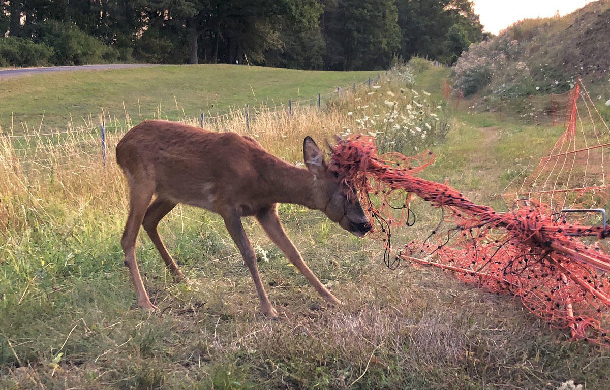 Deer tangled up in a sheep fence