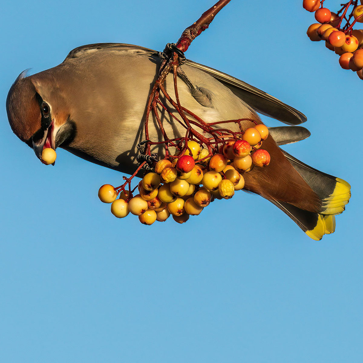 Waxwing taken by Richard Mullen