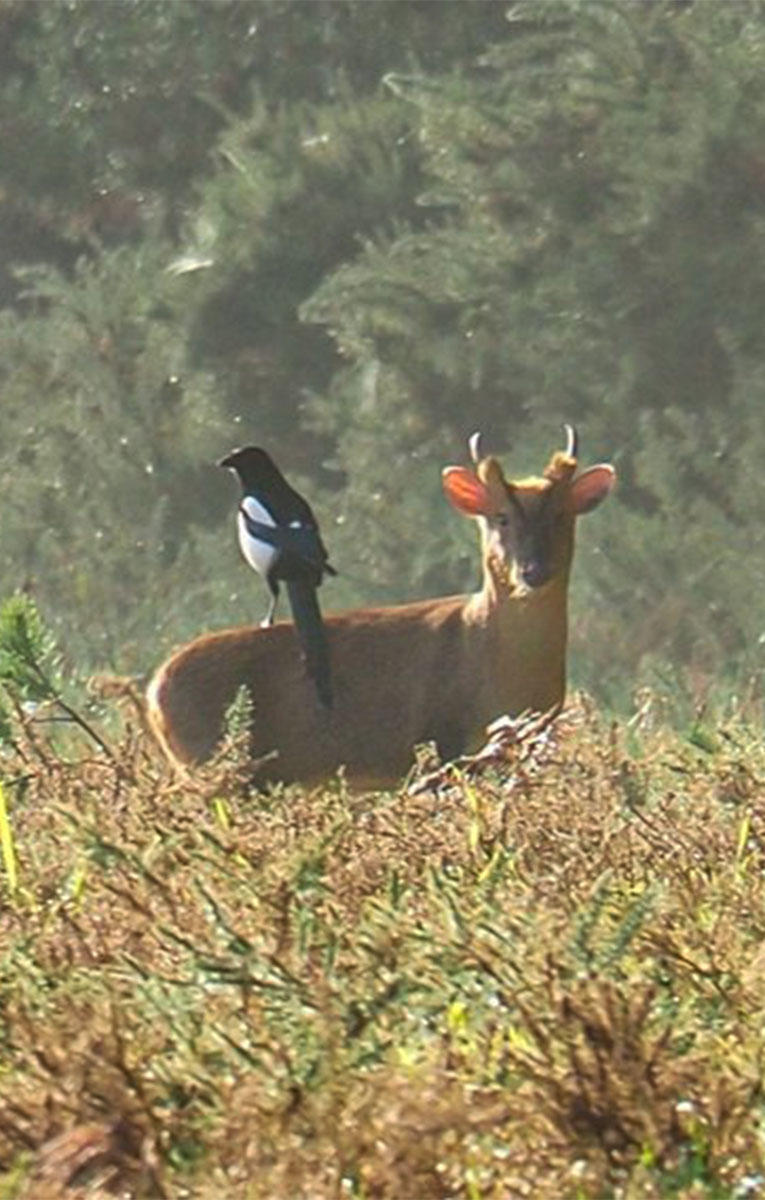 Ipswiche's Deer and Magpie copy.jpg