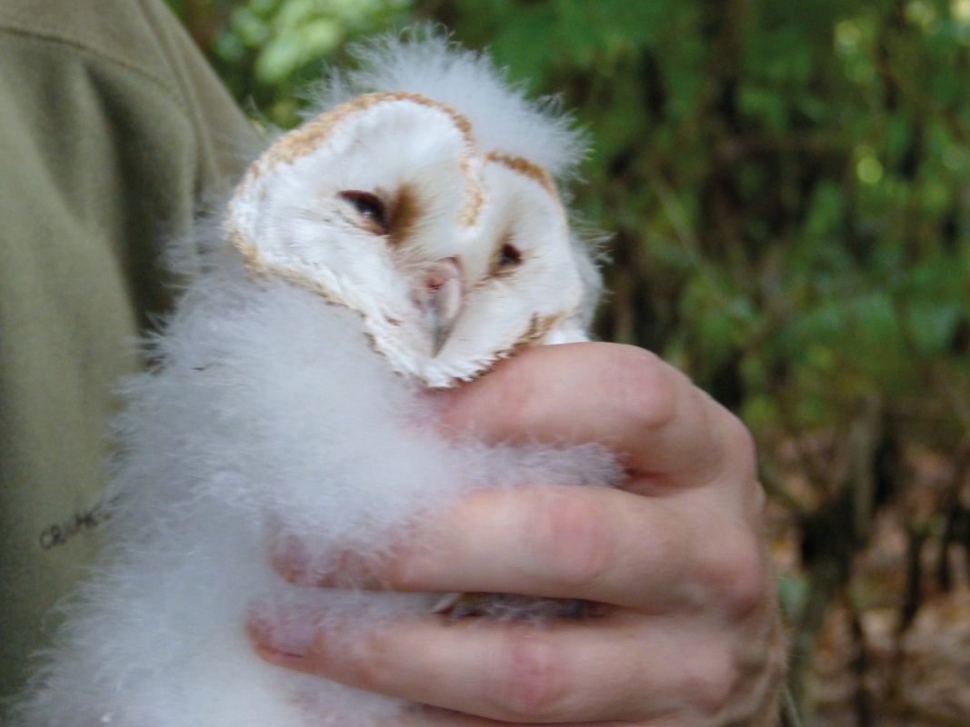Barn owl chick (1).JPG