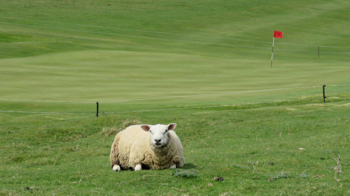 Sheep still graze the fairways at Appleby.jpg