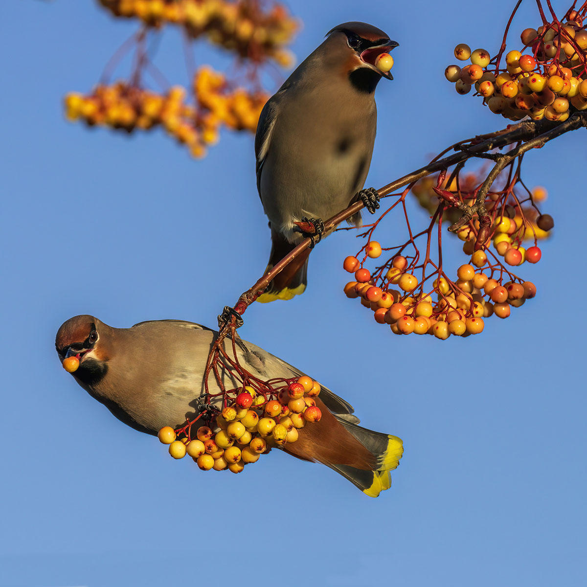 Waxwing taken by Richard Mullen