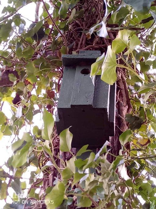 Royal Jersey nest box