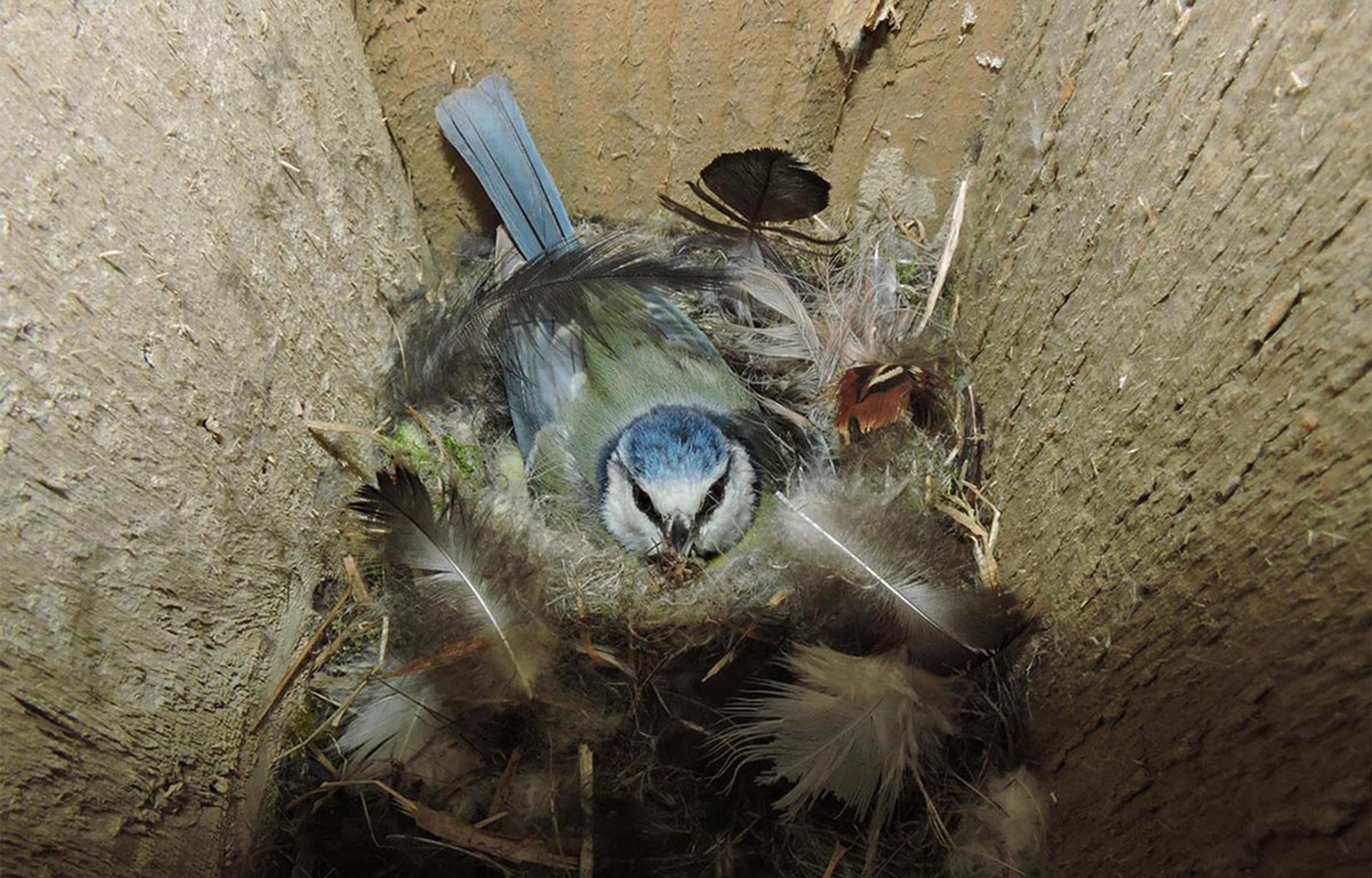 Nesting blue tit at Purdis Heath