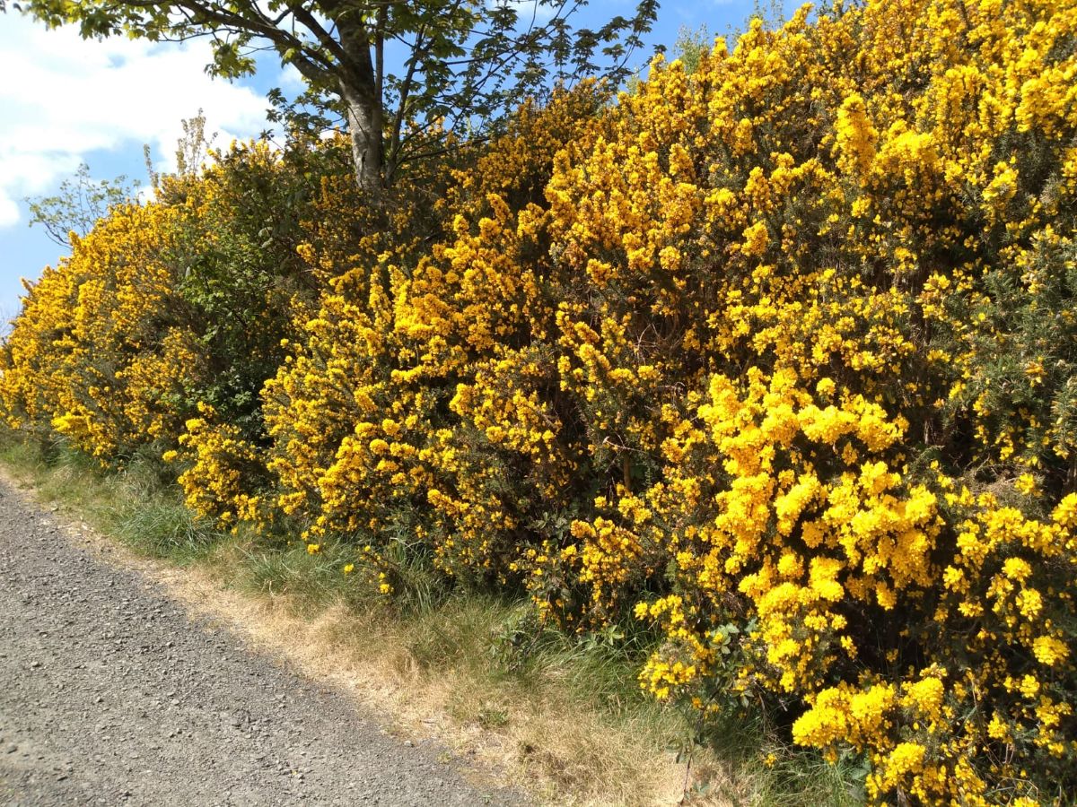 Gorse in spring.jpg