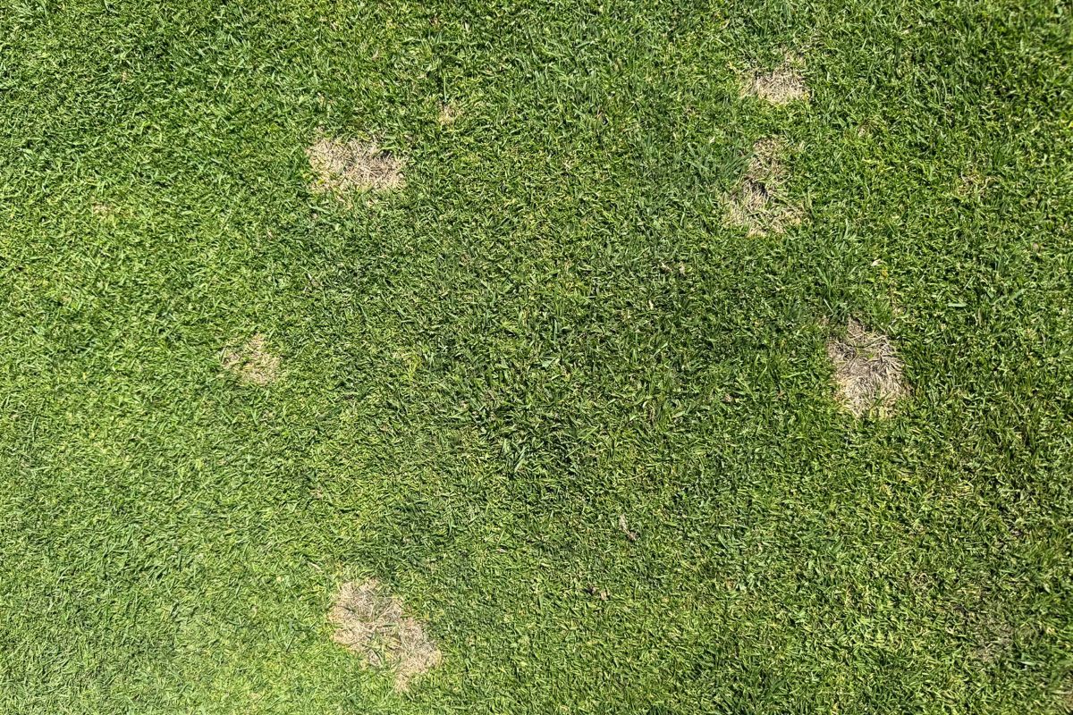 Dollar spot infection symptoms (1).jpg