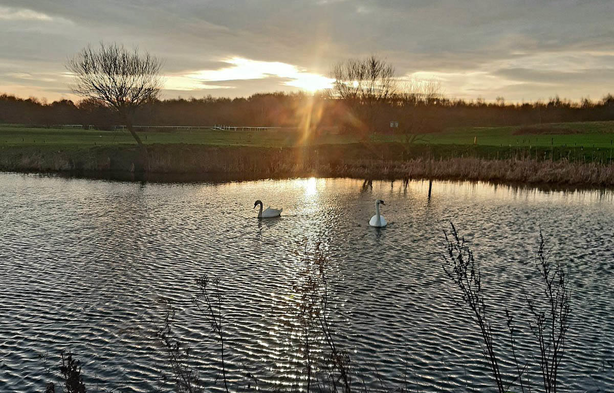 Visitor Swans to Aintree Golf Club