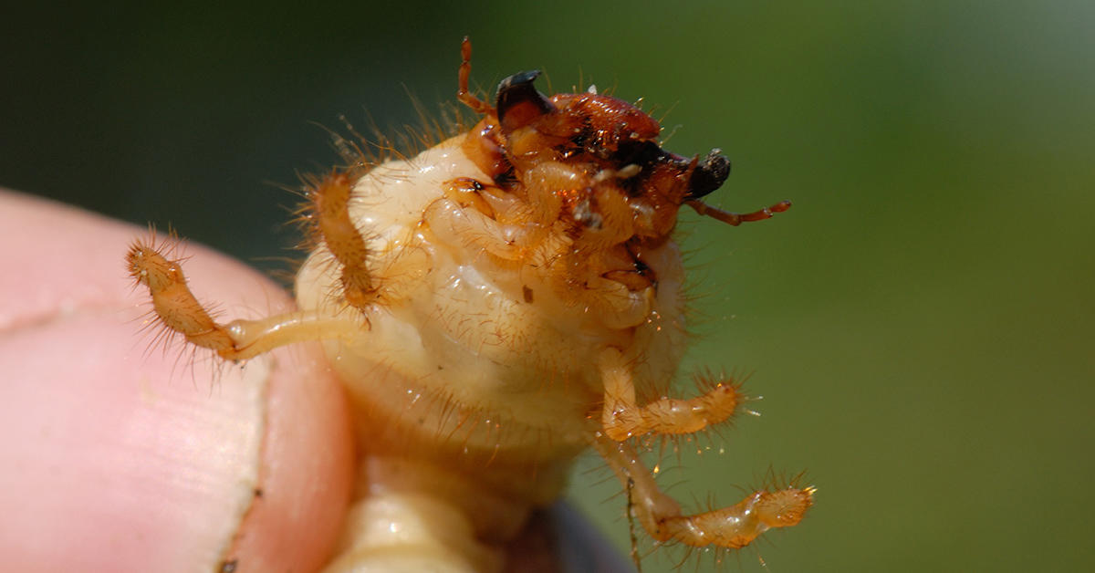 Chafer grubs web.jpg