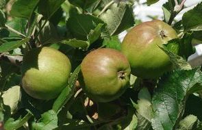 Apples 1200x675.jpg