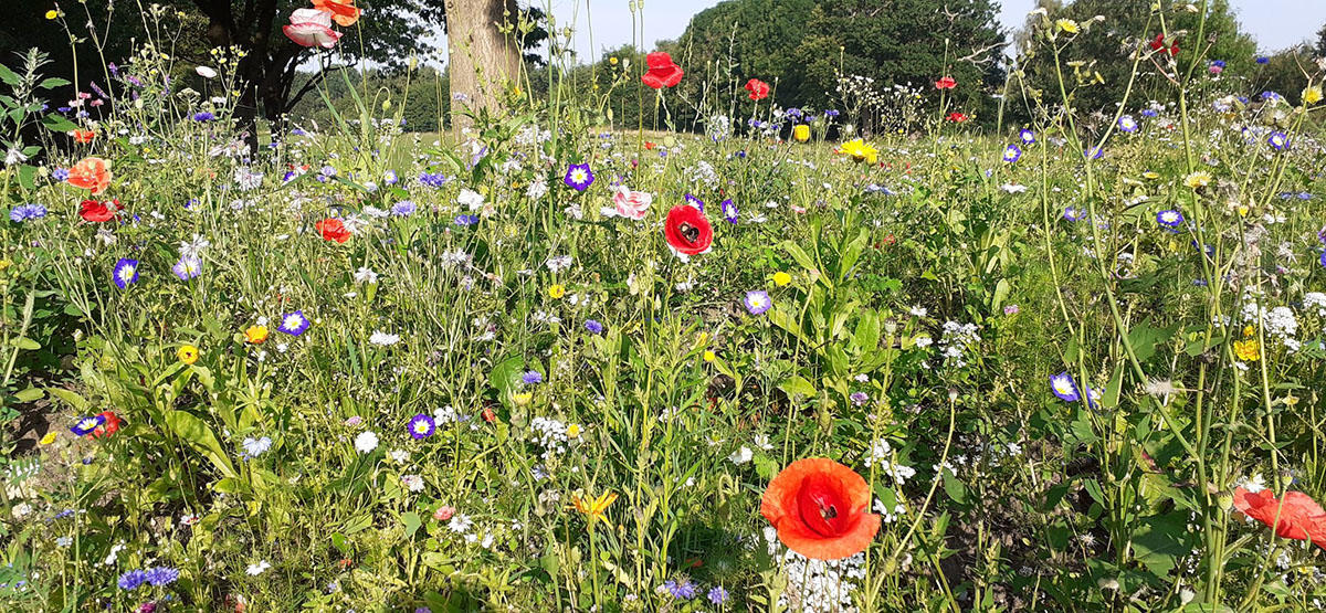 Joe Hendy's Wildflowers