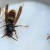 Asian Hornet image 3.jpg