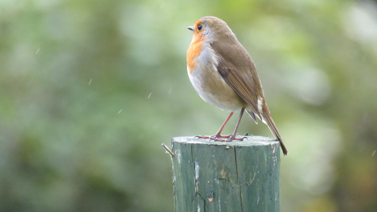 Robin at Clitheroe.jpg