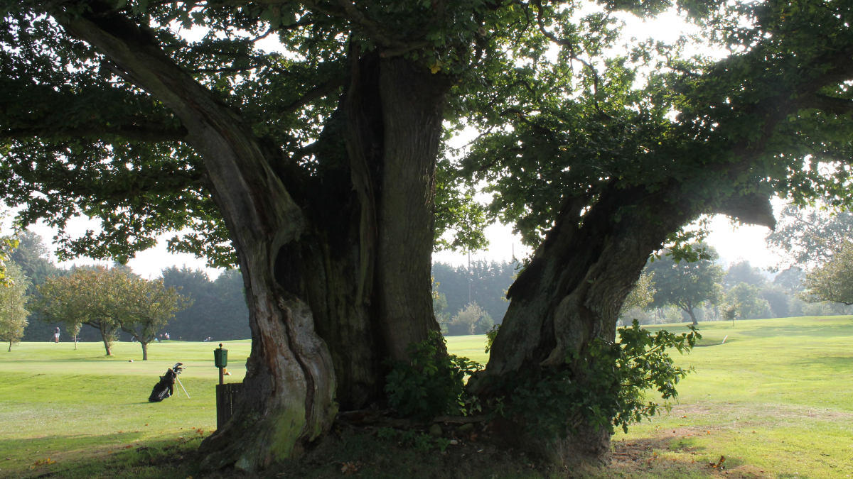 Hexham's 5th hole is named Leper's Oak after this historic tree.jpg